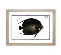 Variegated Angel-Fish by M.E. Bloch Framed Print | A2 Oak Framed Wall Art | Ready to Hang | Modern Animal Picture | Living Room Bedroom Lounge Office