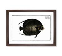 Variegated Angel-Fish by M.E. Bloch Framed Print | A2 Walnut Framed Wall Art | Ready to Hang | Modern Animal Picture | Living Room Bedroom Lounge Office