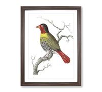 Variegated Finch By George Shaw Vintage Framed Wall Art Print, Ready to Hang Picture for Living Room Bedroom Home Office Décor, Walnut A4 (34 x 25 cm)