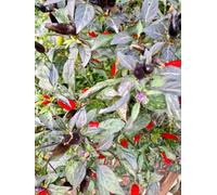 Variegated Mutant Dracula Chilli Seeds - 10 Fresh Seeds