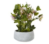 Variegated Pink Hellebore Plant In Grey Pot