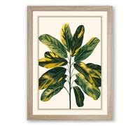 Variegated Specimen Botanical Framed Wall Art Print A1 (84.1×59.4cm) Oak, Wall Decor for Living Room, Bedroom, Office & Home, Ready to Hang, Art Gift
