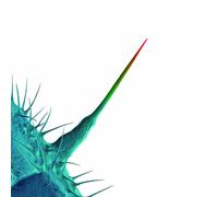 Peter Gabriel – And I'll Scratch Yours