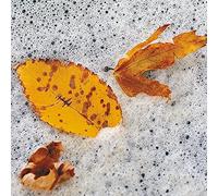 Various Artists - Jailhouse Doc With Holes In Her Socks