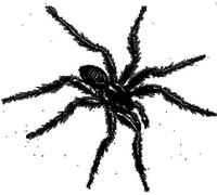 Various Artists - Tarantismo: Odyssey of an Italian Ritual (Incl. 168 page book) [VINYL]