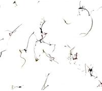 Various Artists - Winged Serpents - Encomiums For Cecil Taylor