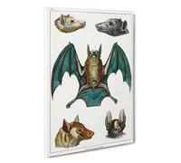 Various Bats by Oliver Goldsmith Canvas Print | Gallery Wrapped 30mm Frame Wall Art | 30x20 inches | Ready to Hang | Modern Picture | Living Room Bedroom Lounge Office