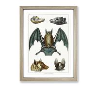 Various Bats By Oliver Goldsmith Vintage Framed Print | A3 Oak Framed Wall Art | Ready to Hang | Classic Nature Picture | Living Room Bedroom Lounge Office