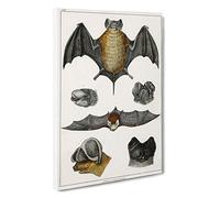Various Bats XIII by Oliver Goldsmith Canvas Print | Gallery Wrapped 30mm Frame Wall Art | 30x20 inches | Ready to Hang | Modern Picture | Living Room Bedroom Lounge Office