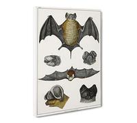 Various Bats Xiii By Oliver Goldsmith Canvas Print | Gallery Wrapped 30mm Frame Wall Art | 30x20 inches | Ready to Hang | Retro Picture | Living Room Bedroom Lounge Office