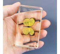 Various Cute Resin Insects, Resin Paperweight Crafts, Animal Taxidermy Collection for Science Education & Desk Ornament, Decoration 2.9 * 1.5 * 1.2 inch. (Yellow cabbage butterfly)