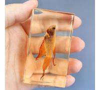 Various Cute Resin Insects, Resin Paperweight Crafts, Animal Taxidermy Collection for Science Education & Desk Ornament, Decoration 2.9 * 1.5 * 1.2 inch. (Golden ingot fish)