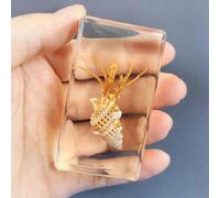 Various Cute Resin Insects, Resin Paperweight Crafts, Animal Taxidermy Collection for Science Education & Desk Ornament, Decoration 2.9 * 1.5 * 1.2 inch. (Hermit crab)