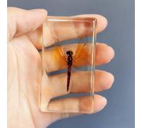 Various Cute Resin Insects, Resin Paperweight Crafts, Animal Taxidermy Collection for Science Education & Desk Ornament, Decoration 2.9 * 1.5 * 1.2 inch. (Dragonfly)