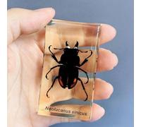 Various Cute Resin Insects, Resin Paperweight Crafts, Animal Taxidermy Collection for Science Education & Desk Ornament, Decoration 2.9 * 1.5 * 1.2 inch. (Yellow-edged stag beetle)