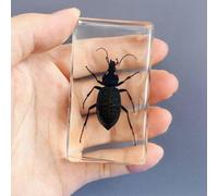 Various Cute Resin Insects, Resin Paperweight Crafts, Animal Taxidermy Collection for Science Education & Desk Ornament, Decoration 2.9 * 1.5 * 1.2 inch. (Black ground beetle)