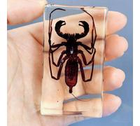Various Cute Resin Insects, Resin Paperweight Crafts, Animal Taxidermy Collection for Science Education & Desk Ornament, Decoration 2.9 * 1.5 * 1.2 inch. (Whip scorpion)