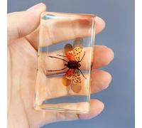 Various Cute Resin Insects, Resin Paperweight Crafts, Animal Taxidermy Collection for Science Education & Desk Ornament, Decoration 2.9 * 1.5 * 1.2 inch. (Cicada (Spotted Waxwing))