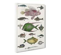 Various Fishes By Oliver Goldsmith Canvas Print | Gallery Wrapped 30mm Frame Wall Art | 20x14 inches | Ready to Hang | Retro Picture | Living Room Bedroom Lounge Office