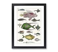 Various Fishes By Oliver Goldsmith Vintage Framed Print | A2 Black Framed Wall Art | Ready to Hang | Classic Nature Picture | Living Room Bedroom Lounge Office