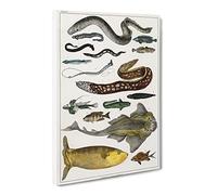 Various Fishes Iv By Oliver Goldsmith Canvas Print | Gallery Wrapped 30mm Frame Wall Art | 30x20 inches | Ready to Hang | Retro Picture | Living Room Bedroom Lounge Office