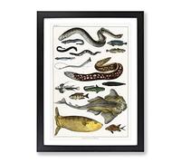 Various Fishes Iv By Oliver Goldsmith Vintage Framed Print | A3 Black Framed Wall Art | Ready to Hang | Classic Nature Picture | Living Room Bedroom Lounge Office