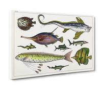 Various Fishes Xxxii By Oliver Goldsmith Canvas Print | Gallery Wrapped 30mm Frame Wall Art | 24x16 inches | Ready to Hang | Retro Picture | Living Room Bedroom Lounge Office