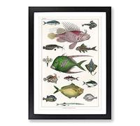 Various Fishes XXXIII by Oliver Goldsmith Framed Print | A2 Black Framed Wall Art | Ready to Hang | Modern Nature Picture | Living Room Bedroom Lounge Office