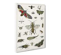 Various Insects By Oliver Goldsmith Canvas Print | Gallery Wrapped 30mm Frame Wall Art | 24x16 inches | Ready to Hang | Retro Picture | Living Room Bedroom Lounge Office