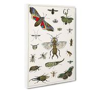 Various Insects by Oliver Goldsmith Canvas Print | Gallery Wrapped 30mm Frame Wall Art | 30x20 inches | Ready to Hang | Modern Picture | Living Room Bedroom Lounge Office