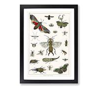 Various Insects by Oliver Goldsmith Framed Print | A2 Black Framed Wall Art | Ready to Hang | Modern Nature Picture | Living Room Bedroom Lounge Office