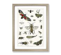 Various Insects By Oliver Goldsmith Vintage Framed Print | A4 Oak Framed Wall Art | Ready to Hang | Classic Nature Picture | Living Room Bedroom Lounge Office