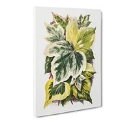 Various Ivy Leaves By Shirley Hibberd Canvas Print | Gallery Wrapped 30mm Frame Wall Art | 24x16 inches | Ready to Hang | Retro Floral Picture | Living Room Bedroom Lounge Office