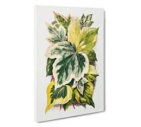 Various Ivy Leaves by Shirley Hibberd Canvas Print | Gallery Wrapped 30mm Frame Wall Art | 30x20 inches | Ready to Hang | Modern Floral Picture | Living Room Bedroom Lounge Office