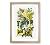Various Ivy Leaves by Shirley Hibberd Framed Print | A2 Oak Framed Wall Art | Ready to Hang | Modern Floral Picture | Living Room Bedroom Lounge Office