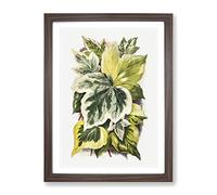 Various Ivy Leaves By Shirley Hibberd Vintage Framed Print | A2 Walnut Framed Wall Art | Ready to Hang | Classic Floral Picture | Living Room Bedroom Lounge Office
