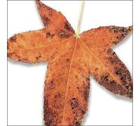 Various - Leaves from the Tree: Trib to