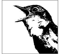 Various - Nightingale Variations