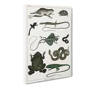 Various Reptile Svi By Oliver Goldsmith Canvas Print | Gallery Wrapped 30mm Frame Wall Art | 30x20 inches | Ready to Hang | Retro Picture | Living Room Bedroom Lounge Office