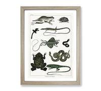 Various Reptile Svi By Oliver Goldsmith Vintage Framed Print | A4 Oak Framed Wall Art | Ready to Hang | Classic Nature Picture | Living Room Bedroom Lounge Office