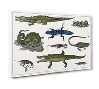 Various Reptiles Xxvii By Oliver Goldsmith Canvas Print | Gallery Wrapped 30mm Frame Wall Art | 24x16 inches | Ready to Hang | Retro Picture | Living Room Bedroom Lounge Office