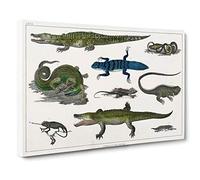 Various Reptiles XXVII by Oliver Goldsmith Canvas Print | Gallery Wrapped 30mm Frame Wall Art | 30x20 inches | Ready to Hang | Modern Picture | Living Room Bedroom Lounge Office