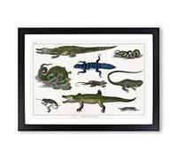 Various Reptiles XXVII by Oliver Goldsmith Framed Print | A2 Black Framed Wall Art | Ready to Hang | Modern Nature Picture | Living Room Bedroom Lounge Office