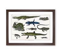 Various Reptiles XXVII by Oliver Goldsmith Framed Print | A2 Walnut Framed Wall Art | Ready to Hang | Modern Nature Picture | Living Room Bedroom Lounge Office