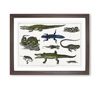Various Reptiles Xxvii By Oliver Goldsmith Vintage Framed Print | A2 Walnut Framed Wall Art | Ready to Hang | Classic Nature Picture | Living Room Bedroom Lounge Office