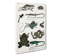 Various Reptiles XXXVI by Oliver Goldsmith Canvas Print | Gallery Wrapped 30mm Frame Wall Art | 30x20 inches | Ready to Hang | Modern Picture | Living Room Bedroom Lounge Office