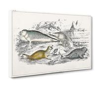 Various Seals Xlvii By Oliver Goldsmith Canvas Print | Gallery Wrapped 30mm Frame Wall Art | 24x16 inches | Ready to Hang | Retro Picture | Living Room Bedroom Lounge Office