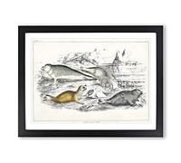 Various Seals Xlvii By Oliver Goldsmith Vintage Framed Print | A4 Black Framed Wall Art | Ready to Hang | Classic Animal Picture | Living Room Bedroom Lounge Office
