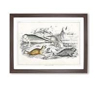 Various Seals Xlvii By Oliver Goldsmith Vintage Framed Print | A4 Walnut Framed Wall Art | Ready to Hang | Classic Animal Picture | Living Room Bedroom Lounge Office