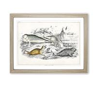 Various Seals Xlvii By Oliver Goldsmith Vintage Framed Wall Art Print, Ready to Hang Picture for Living Room Bedroom Home Office Décor, Oak A2 (64 x 46 cm)